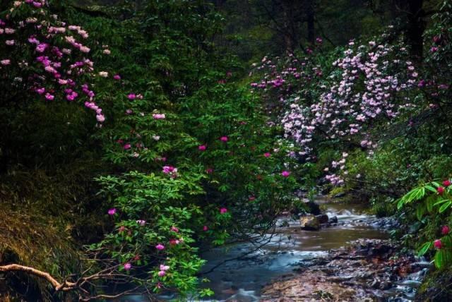 女模特试管生三胞胎月花10万养娃，她为何选择独自生娃？游戏画面