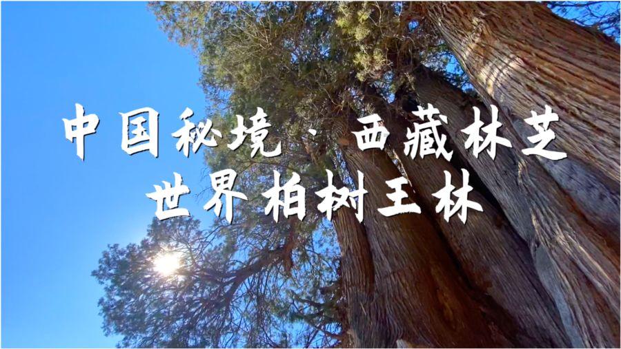 逃离天伯伦森林